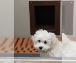 Shih-Poo-ShihPoo Mix Puppy for sale in TIPPECANOE, IN, USA
