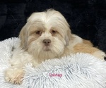 Small Photo #1 Lhasapoo Puppy For Sale in CANOGA, NY, USA