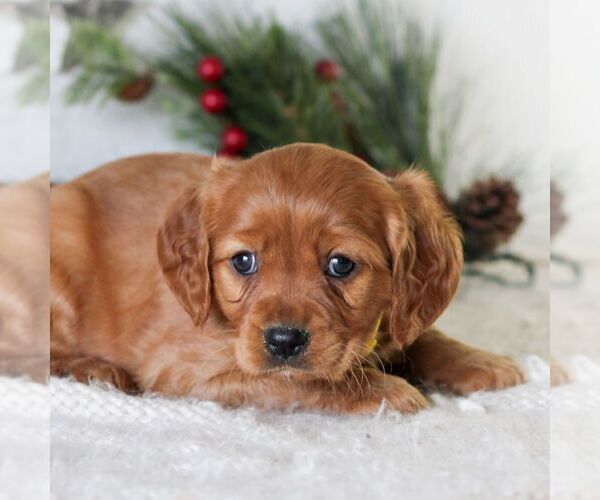 Medium Photo #4 Golden Retriever Puppy For Sale in LITITZ, PA, USA