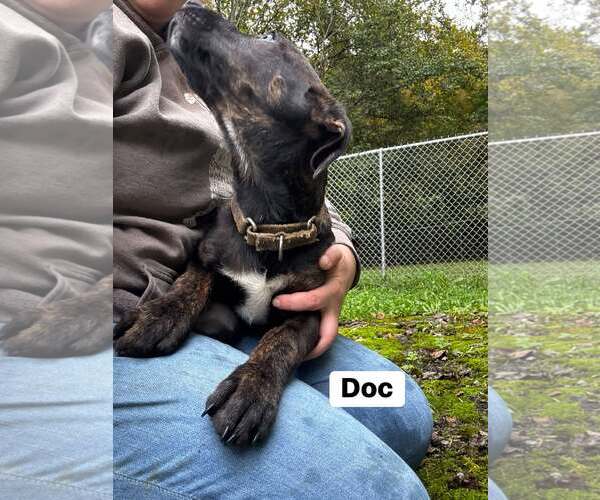 Medium Photo #1 Mutt Puppy For Sale in Hinton, WV, USA
