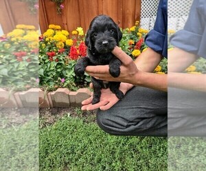 Goldendoodle (Miniature) Puppy for sale in MOUNT PLEASANT, MI, USA
