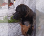 Small #9 Labrador Retriever Mix