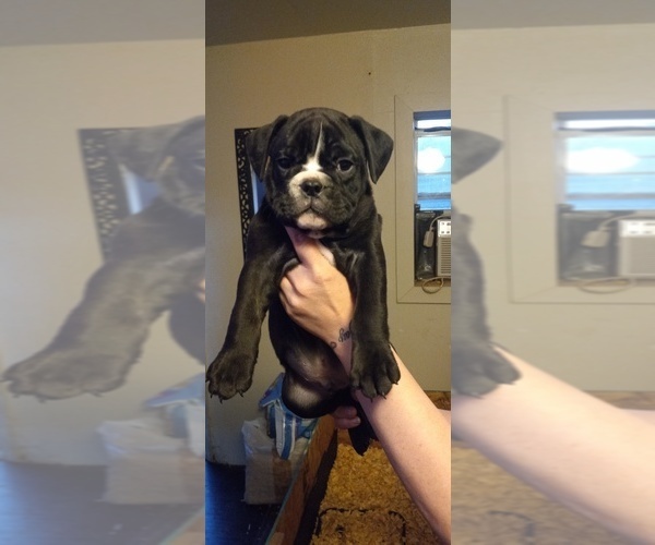 Medium Photo #5 Olde English Bulldogge Puppy For Sale in LUBBOCK, TX, USA