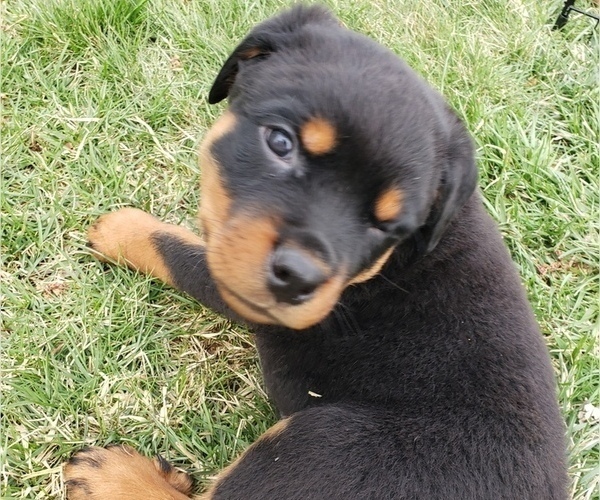 Medium Photo #6 Rottweiler Puppy For Sale in STEUBENVILLE, OH, USA