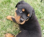Small Photo #6 Rottweiler Puppy For Sale in STEUBENVILLE, OH, USA