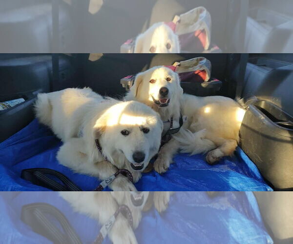 Medium Photo #4 Great Pyrenees Puppy For Sale in Croydon, NH, USA