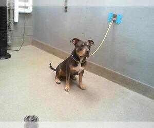 American Pit Bull Terrier-Unknown Mix Dogs for adoption in Las Vegas, NV, USA