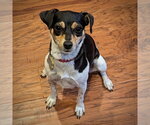 Small #2 Rat Terrier