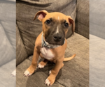 Small #8 American Pit Bull Terrier-Labrador Retriever Mix