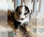 Small #1 Miniature Australian Shepherd