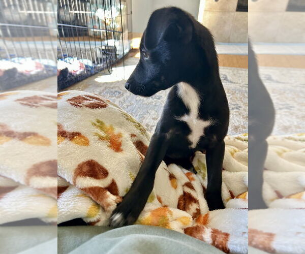 Medium Photo #5 Chihuahua-Unknown Mix Puppy For Sale in San Diego, CA, USA