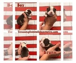 Small Photo #18 Bulldog Puppy For Sale in CYPRESS, TX, USA