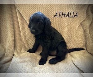 Labradoodle Puppy for sale in MELVERN, KS, USA