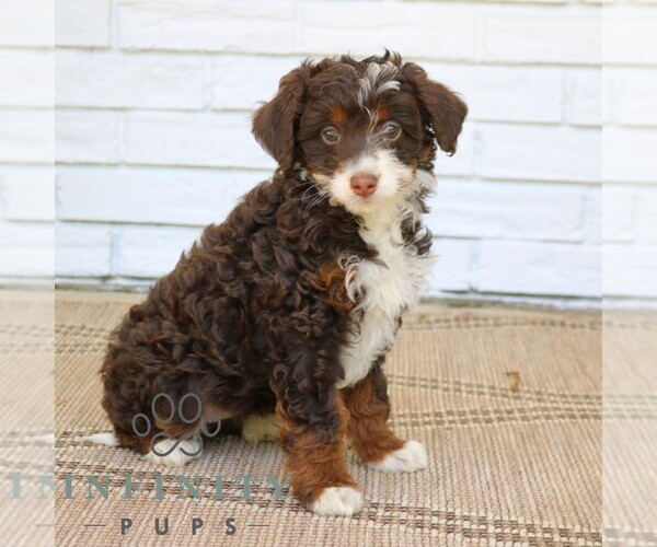 Medium Photo #5 Bernedoodle (Miniature) Puppy For Sale in PARADISE, PA, USA