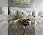 Small #3 Anatolian Shepherd