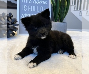 Shiba Inu Puppy for sale in FRANKLIN, IN, USA