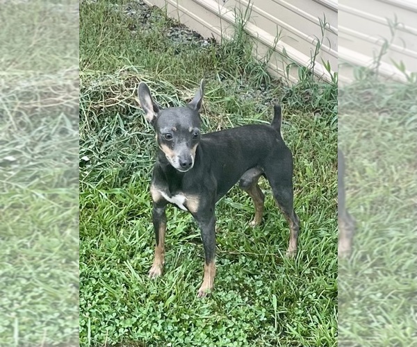 Medium Photo #1 Rat Terrier Puppy For Sale in WHITAKERS, NC, USA