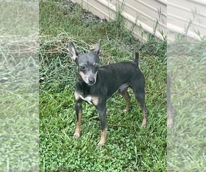 Father of the Rat Terrier puppies born on 01/17/2025