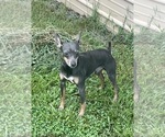 Small Photo #1 Rat Terrier Puppy For Sale in WHITAKERS, NC, USA