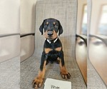 Small Photo #5 Doberman Pinscher Puppy For Sale in CENTENNIAL, CO, USA