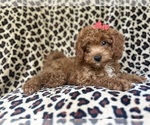 Small #6 Cavapoo