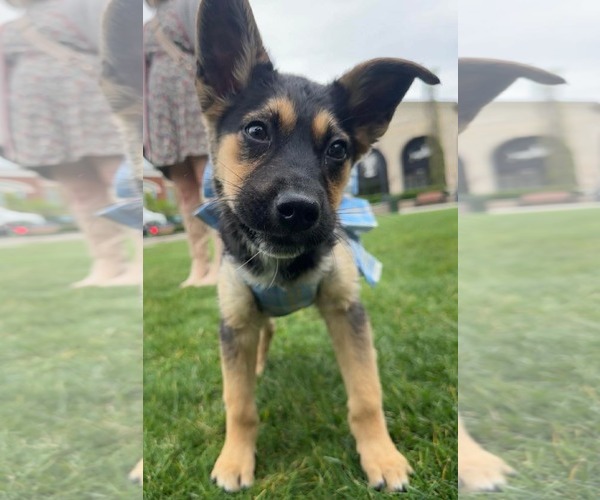 Medium Photo #2 German Shepherd Dog-Unknown Mix Puppy For Sale in Germantown, OH, USA