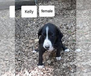 Mountain Cur Puppy for sale in HOPKINSVILLE, KY, USA