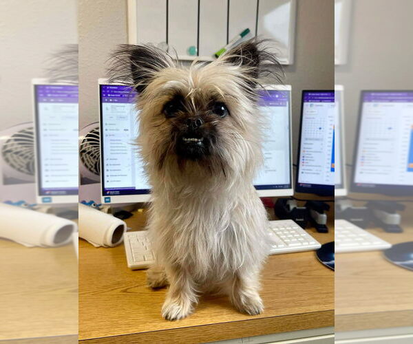 Medium Photo #2 Shiffon Puppy For Sale in Bolivar, MO, USA