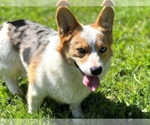 Father of the Pembroke Welsh Corgi puppies born on 03/29/2022