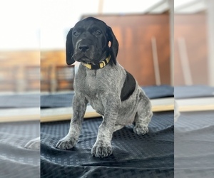 German Shorthaired Pointer Puppy for Sale in CALIFORNIA CITY, California USA