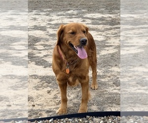 Mother of the Golden Retriever puppies born on 04/10/2026