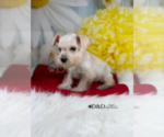 Small Photo #5 Schnauzer (Miniature) Puppy For Sale in RIPLEY, MS, USA