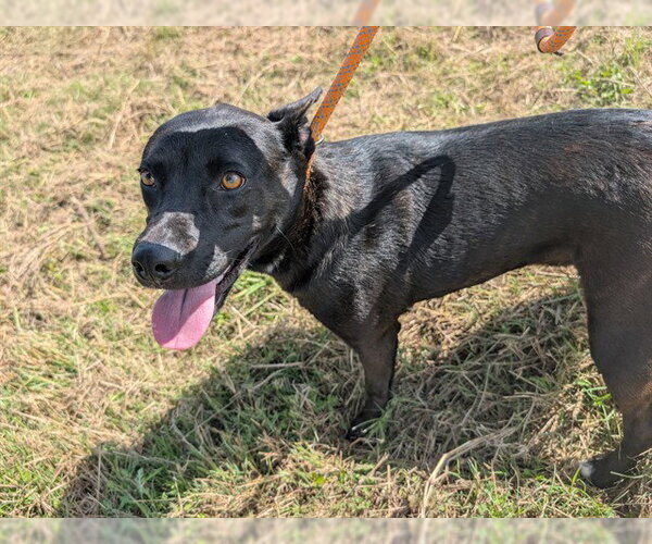 Medium Photo #1 Labrador Retriever-Unknown Mix Puppy For Sale in Pasadena, TX, USA