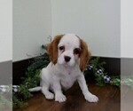 Small Photo #2 Cavalier King Charles Spaniel Puppy For Sale in SCOTTVILLE, MI, USA