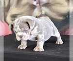 Small Photo #1 English Bulldog Puppy For Sale in MOUNT VERNON, AL, USA