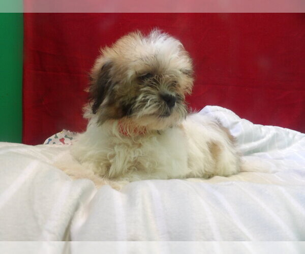 Medium Photo #5 Zuchon Puppy For Sale in PATERSON, NJ, USA