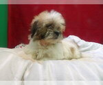 Small #4 Zuchon