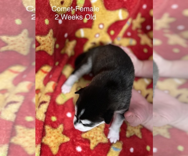 Full screen Photo #4 Siberian Husky Puppy For Sale in Wainwright, Alberta, Canada