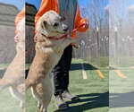 Small #3 Golden Labrador