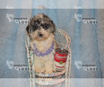 Small #9 Aussiedoodle-Poodle (Toy) Mix