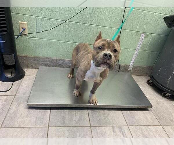 Medium Photo #1 American Staffordshire Terrier-Unknown Mix Puppy For Sale in Grand Prairie, TX, USA