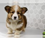 Small #18 Pembroke Welsh Corgi