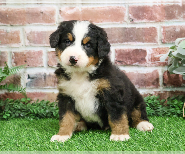 Medium Photo #12 Bernese Mountain Dog Puppy For Sale in SYRACUSE, IN, USA