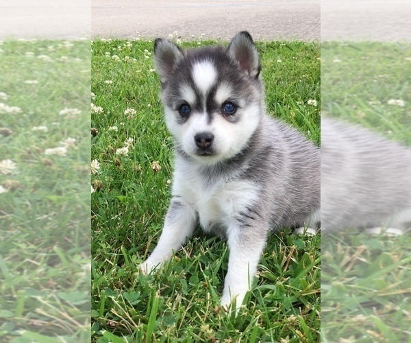 Medium Photo #9 Alaskan Klee Kai Puppy For Sale in WINCHESTER, OH, USA