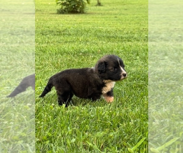 Medium Photo #7 Caucasian Shepherd Dog Puppy For Sale in TWINING, MI, USA