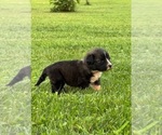 Small #6 Caucasian Shepherd Dog