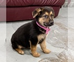 Small #15 German Shepherd Dog