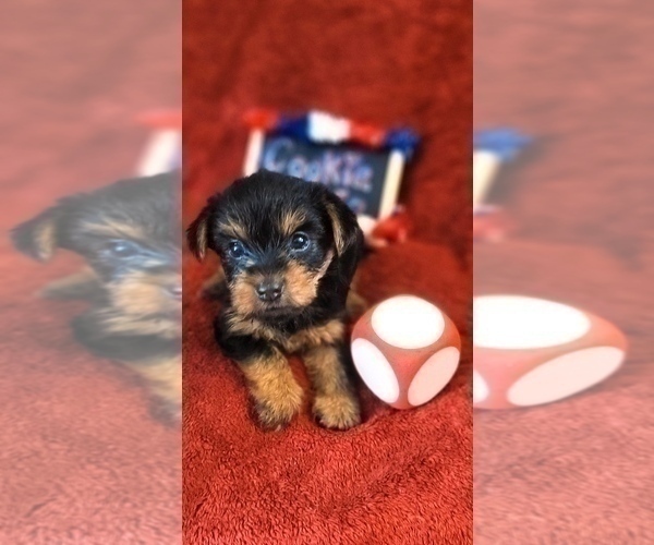 Medium Photo #52 Yorkshire Terrier Puppy For Sale in AKRON, OH, USA