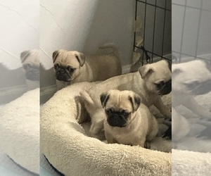 Pug Puppy for sale in MIDDLETON, ID, USA