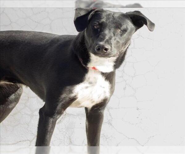 Medium Photo #1 Doberman Pinscher-Unknown Mix Puppy For Sale in Tracy, CA, USA
